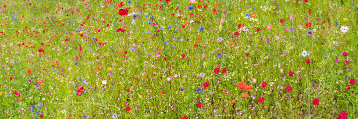 Colorful various wild flowers in the meadow