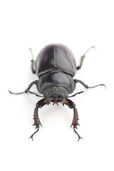Female of stag beetle (Lucanus cervus) isolated on white
