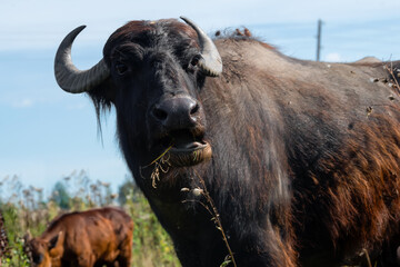 Naklejka premium Buffalo eating grass in the pasture on a summer day