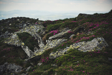 Rhododendron flowers in nature