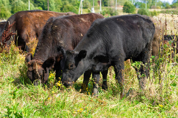 Young bulls in the pasture eating grass summer day