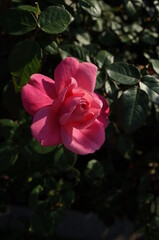 Pink Flower of Rose 'Magali' in Full Bloom
