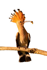 Eurasian hoopoe, upupa epops, holding a larva on branch cut out on blank. Colorful bird sitting on bough isolated on white background. Feathered animal with orange crest catching insect with space for