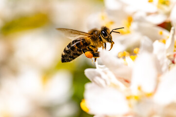 Bee: Honey Bee collecting pollen on wild flowers. Closeup details of small insect. Endangered wildlife in the UK. Natural background.