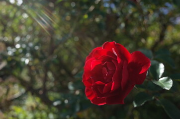 Red Flower of Rose 'Mainaufeuer' in Full Bloom
