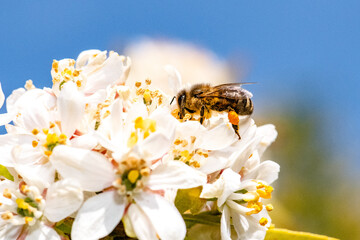 Bee: Honey Bee collecting pollen on wild flowers. Closeup details of small insect. Endangered wildlife in the UK. Natural background.