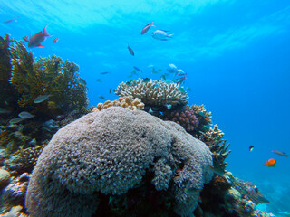 Naklejka na ściany i meble Beautiful Coral Reef With Many Fishes In The Red Sea In Egypt. Blue Water, Hurghada, Sharm El Sheikh,Animal, Scuba Diving, Ocean, Under The Sea, Underwater, Snorkeling, Tropical Paradise, Goldfish