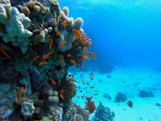 Beautiful Coral Reef With Many Goldfishes In The Red Sea In Egypt. Blue Water, Hurghada, Sharm El Sheikh,Animal, Scuba Diving, Ocean, Under The Sea, Underwater, Snorkeling, Tropical Paradise, Goldfish