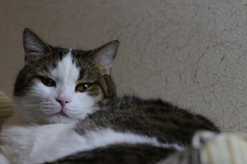 Obraz premium portrait of a cat