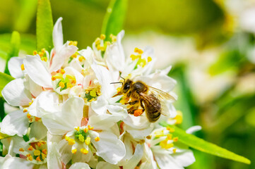 Bee: Honey Bee collecting pollen on wild flowers. Closeup details of small insect. Endangered wildlife in the UK. Natural background.