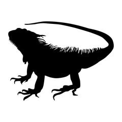 Standing Iguana (Iguana Iguana) On a Side View Silhouette Found In Map Of entral and south America, and the Caribbean. Good To Use For Element Print Book, Animal Book and Animal Content