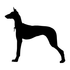 Standing Ibizian Hound Dog On a Side View Silhouette Found In Map Of Europe. Good To Use For Element Print Book, Animal Book and Animal Content