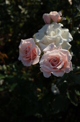 Faint Pink Flower of Rose 'Majolika' in Full Bloom
