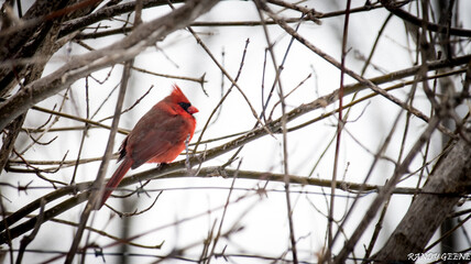 A brilliantly red cardinal sitting alone on the branch of a barren shrub with white wintery snow in the back ground. Cardinals are fairly common birds that frequent backyard feeders in North America.