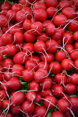 Bunches of red radishes with their roots still attached piled up at a local outdoor market.