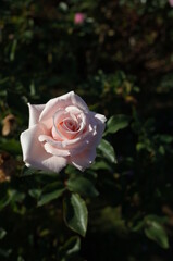 Faint Pink Flower of Rose 'Majolika' in Full Bloom
