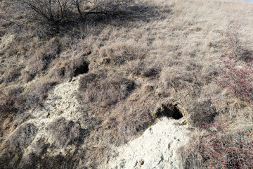 Fox holes. Colony of foxes on slopes of mountain hills. Big hole in land is wild animal. System of underground passages and holes. Traces of foxes in wild.