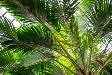 Obraz na płótnie Canvas beautiful natural green palm trees in the rainforest