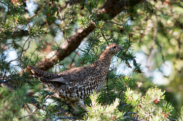 Partridge Stock Photos.  Autumn season partridge. Brown feathers plumage. Perched on tree branch in forest.  Image. Picture. Portrait.