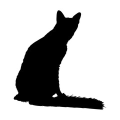 Sitting Javanese Cat On a Front View Silhouette Found In Map Of America. Good To Use For Element Print Book, Animal Book and Animal Content