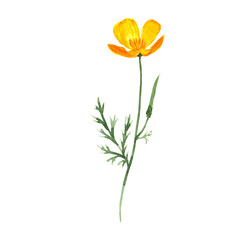 Obraz premium watercolor drawing californian poppy