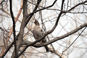 Partridge Stock Photos.   Autumn season partridge. Brown feathers plumage. Perched with blur background.  Image. Picture. Portrait.