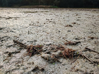 The roots of the dried paddy are lying on the land filled with mud on a winter morning.