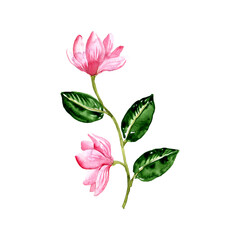 watercolor drawing branch of magnoila tree