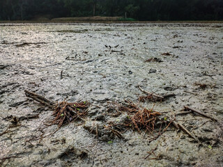 The roots of the dried paddy are lying on the land filled with mud on a winter morning.