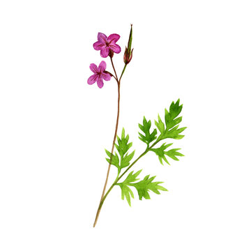 watercolor drawing Robert geranium