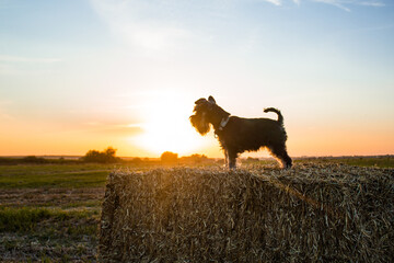 silhouette of black miniature schnauzer dog at sunset in meadow, field with square haystacks, on hay bale of straw