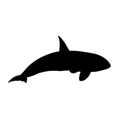 Swimming Killer Whale (Orcinus Orca) On a Side View Silhouette Found In Ocean and coastal waters worldwide. Good To Use For Element Print Book, Animal Book and Animal Content