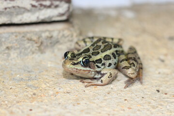 frog on the ground