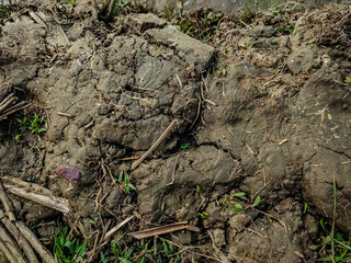 This is the dry muddy soil close up shot in a winter morning on the paddy field.