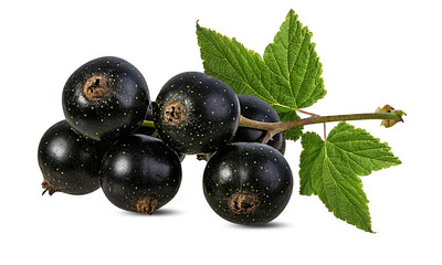 Fresh black-currants with leaf isolated on white background with clipping path