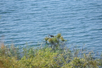 birds of the sea of Galilee