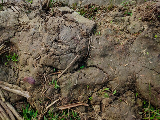 This is the dry muddy soil close up shot in a winter morning on the paddy field.