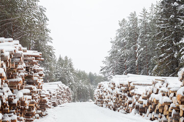 Winter logging in the snow forest. Stock of timber under the snow