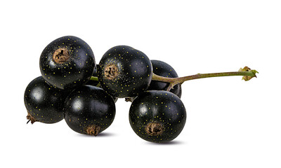 Fresh black-currants isolated on white background with clipping path