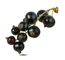 Fresh black-currants isolated on white background with clipping path