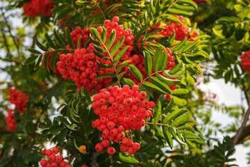 Leuchtend rote Früchte / Vogelbeeren an einer Eberesche (lat.: Sorbus aucuparia) zwischen Blättern und Zweigen