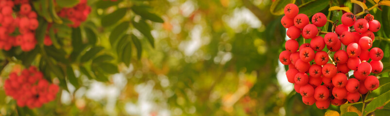 Banner / web / Panorama: Leuchtend rote Früchte / Vogelbeeren an einer Eberesche (lat.: Sorbus aucuparia)