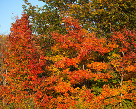 Autumn scenery landscape stock photos.  Autumn scenery multi colour leaves. Autumn scenery landscape showing  multi colour leaves for windows desktop backgrounds. Image. Picture.
