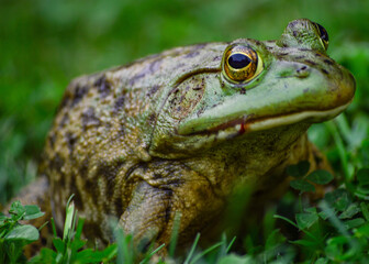 frog on the grass