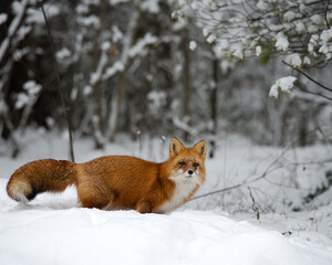 Obraz premium Red Fox Stock Photos. Red Fox in the snow with face covered with snow displaying fox fur,fox tail, in its environment and habitat during the winter season.