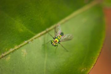 Macro of a green fly on a green leaf