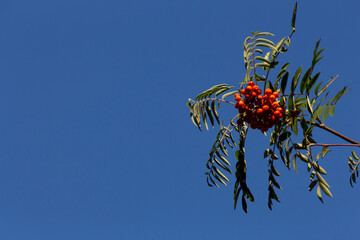 Close up of rowanberry on a branch, also called mountain ash, Sorbus aucuparia or Vogelbeere. With...