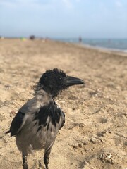 bird on the beach