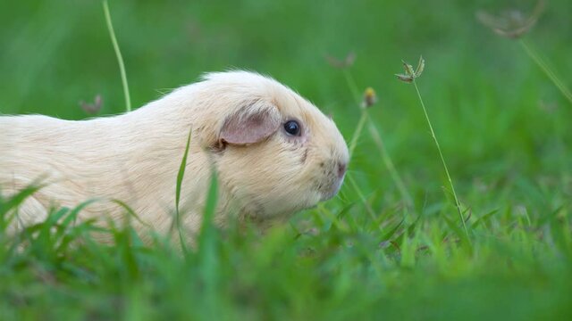 Action of a fatty cute cavy guinea pig is taking food (greenery leaf) from people's hand. Animal motion in nature 4K footage.