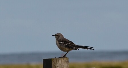 red winged blackbird